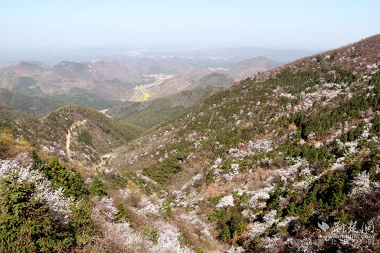 山上櫻花，山下油菜.jpg